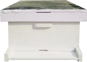 [H-WOS01] A.M Beehive without super (Without Finger joint) 20mm Colour painted